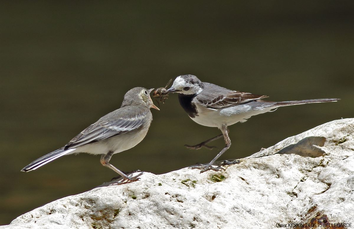White Wagtail