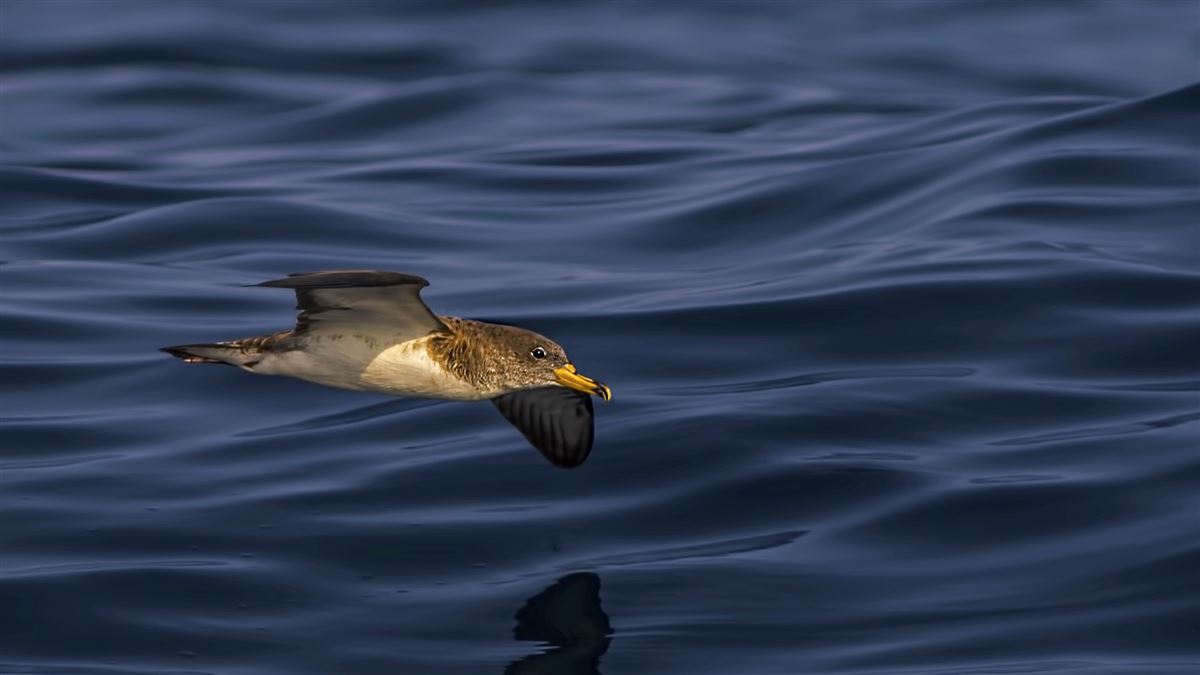 Scopoli`s Shearwater