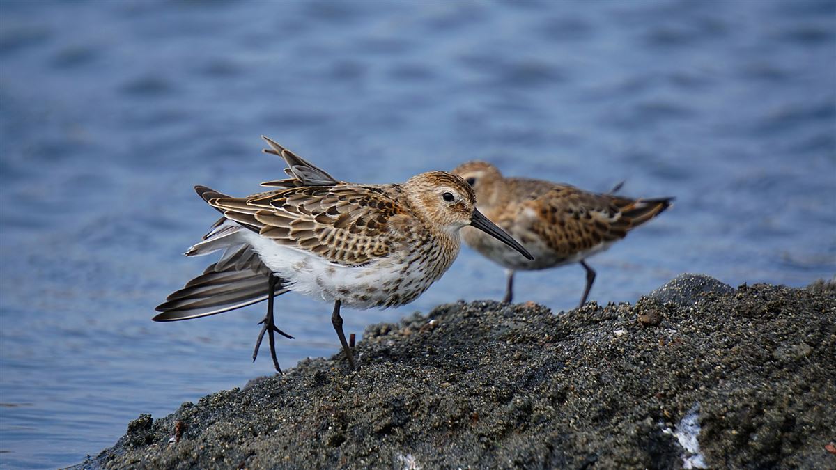 Dunlin