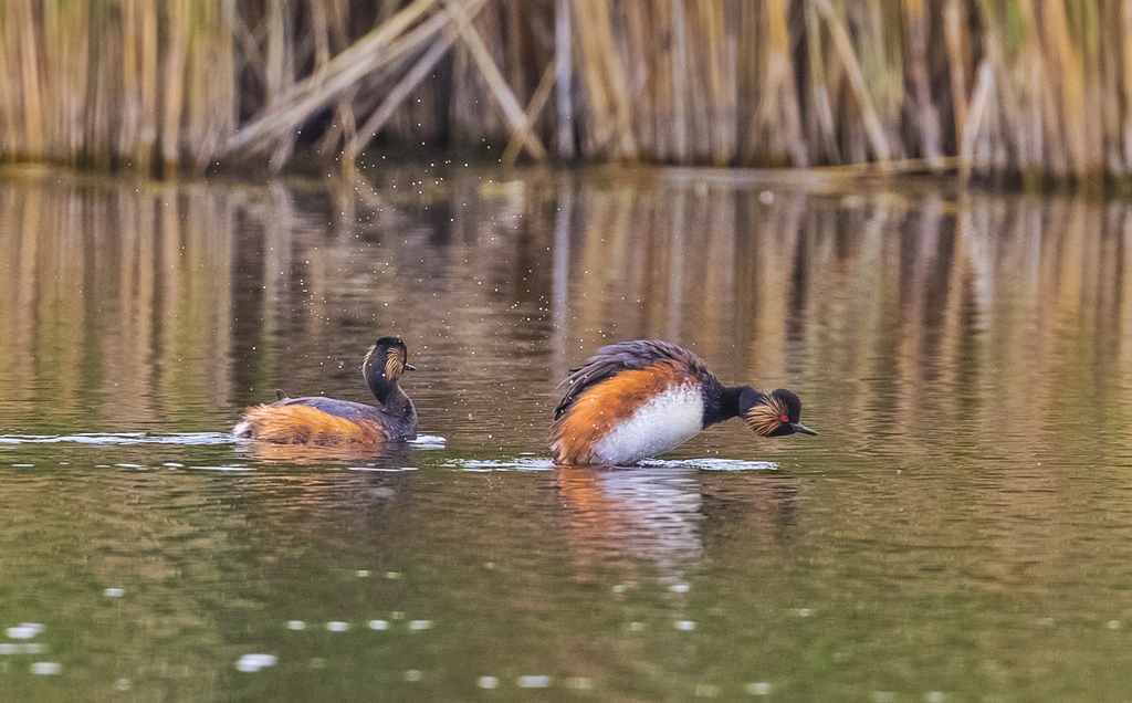 Black-necked Grebe