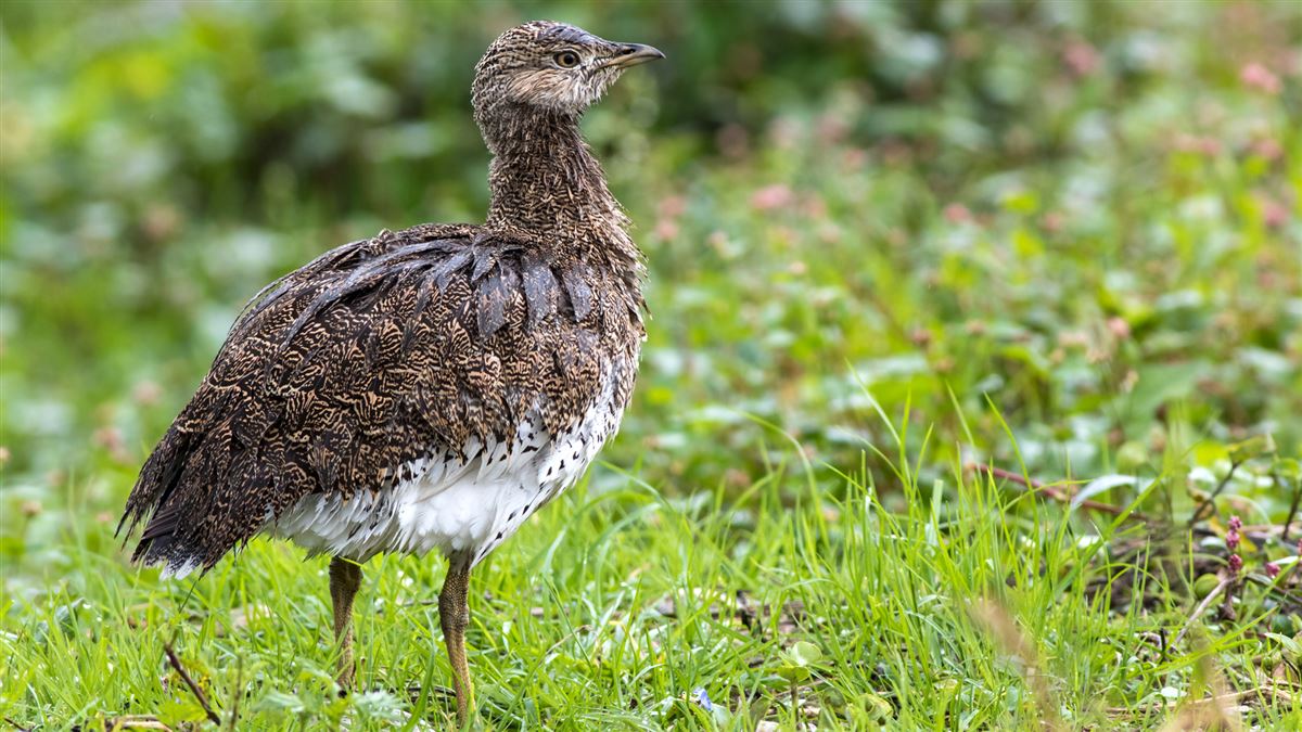 Little Bustard