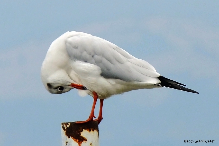 Black-headed Gull