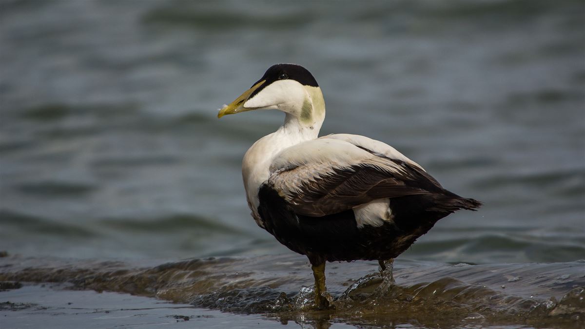 Common Eider