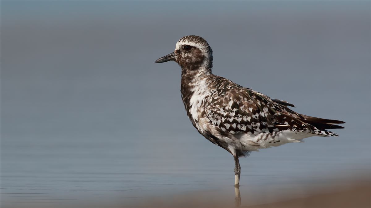 Grey Plover