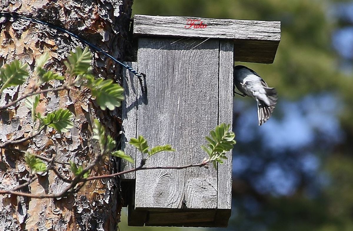 European Pied Flycatcher