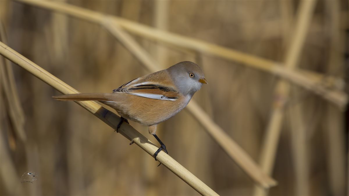Bearded Reedling