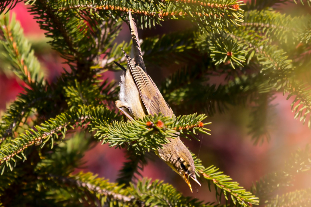 Willow Warbler