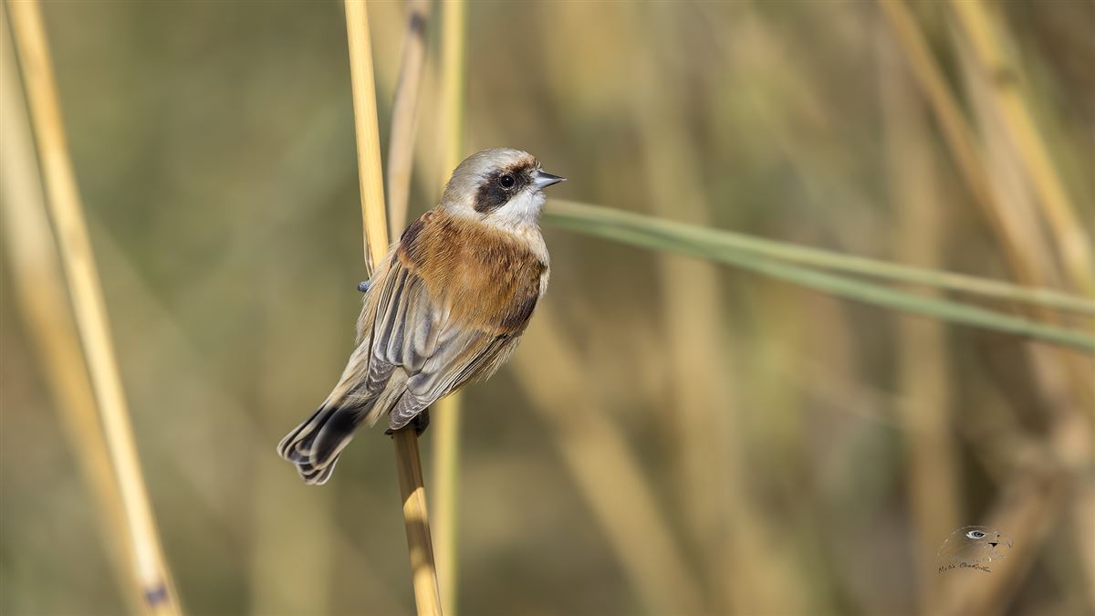 Eurasian Penduline Tit