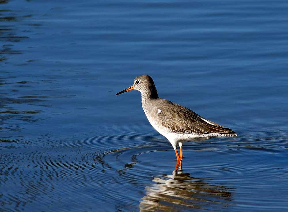 Common Redshank