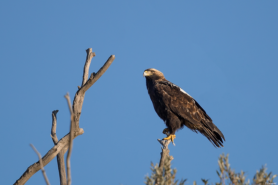 Eastern Imperial Eagle