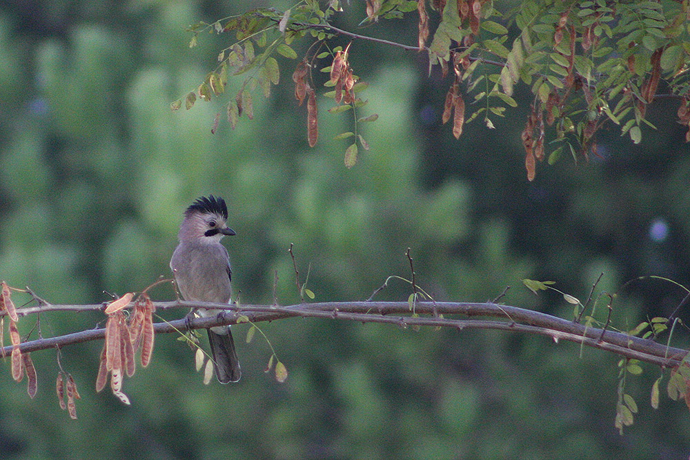Eurasian Jay