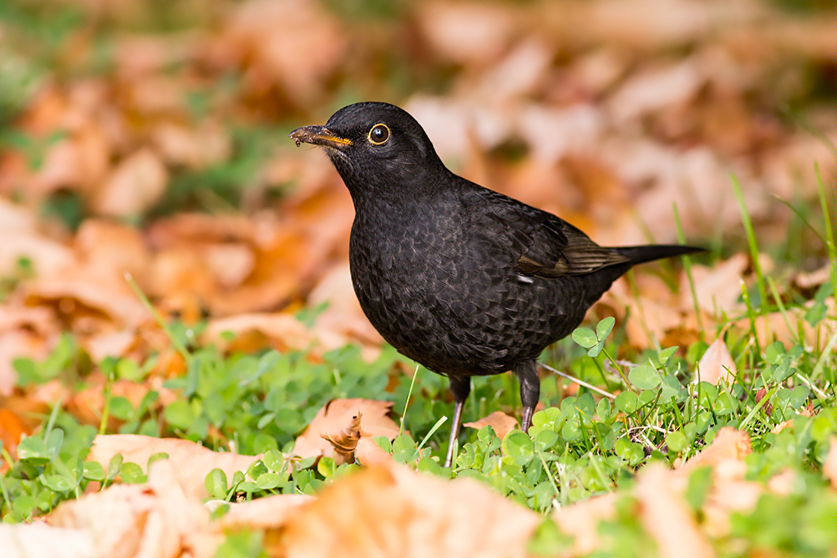 Common Blackbird