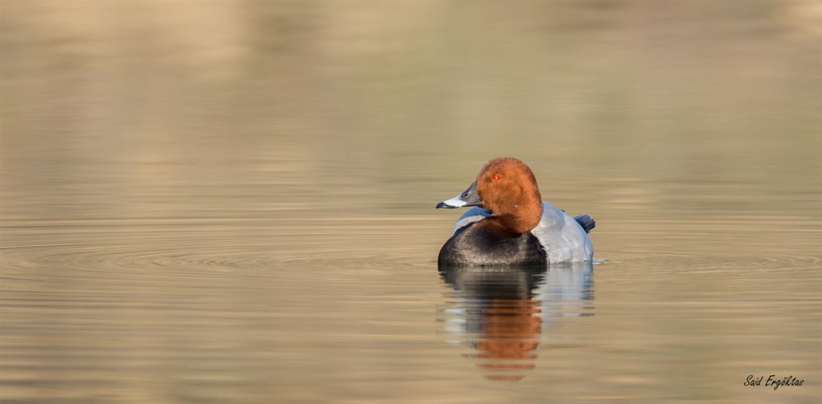 Common Pochard