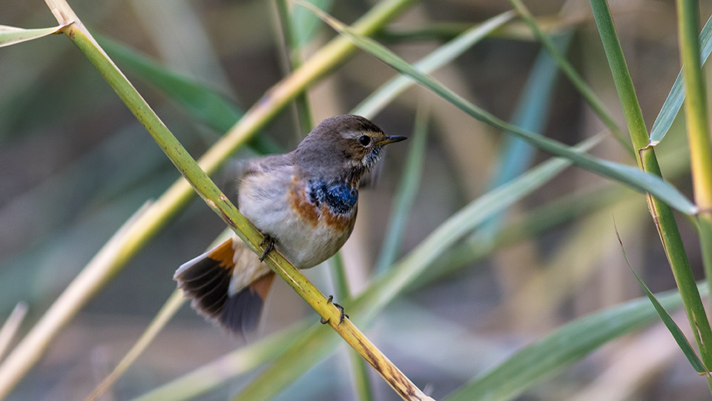 Bluethroat