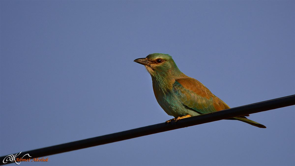 European Roller