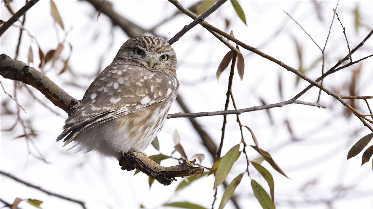 Little Owl