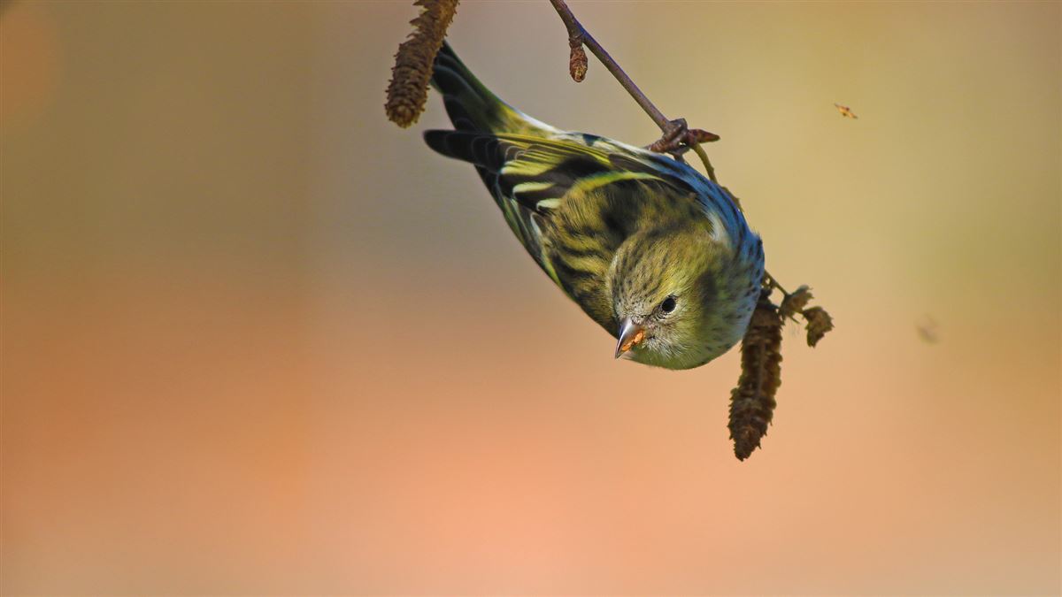Eurasian Siskin
