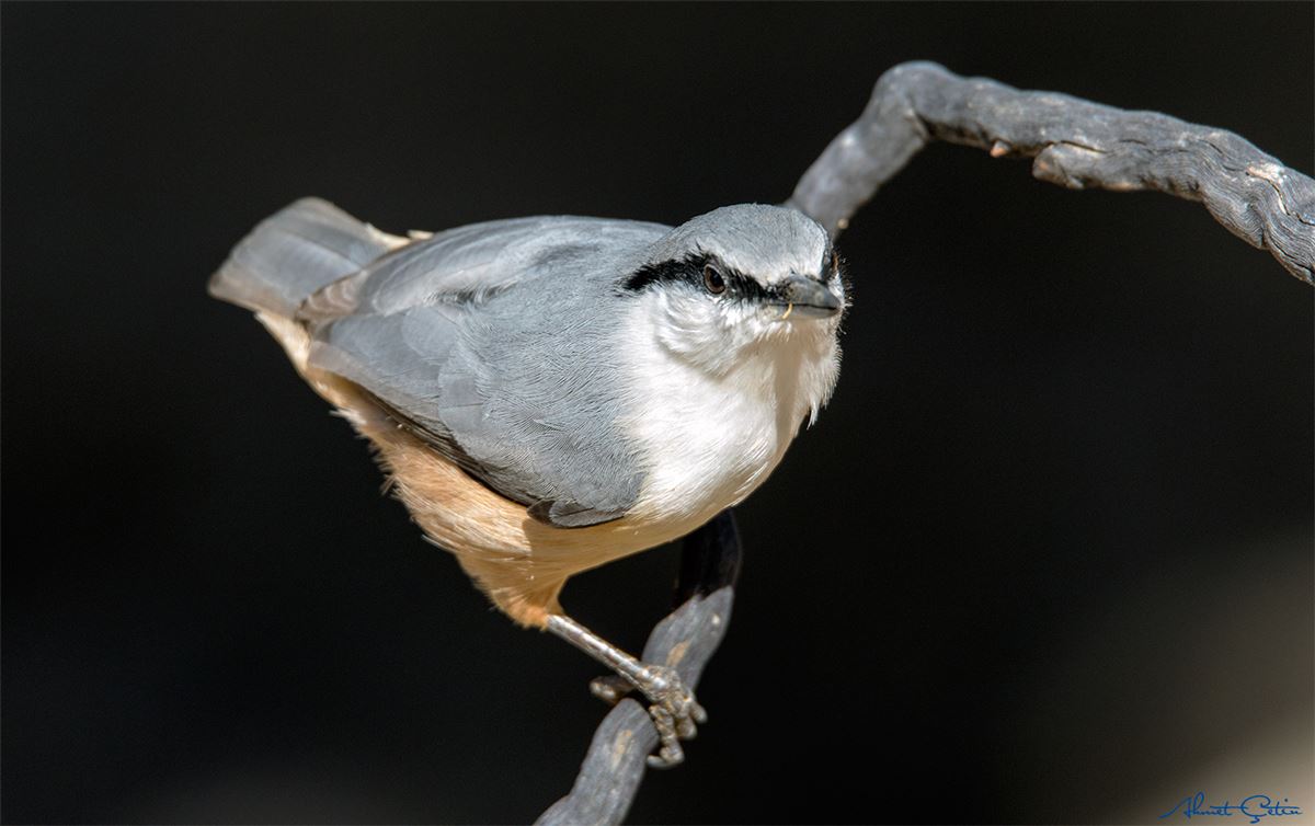 Western Rock Nuthatch