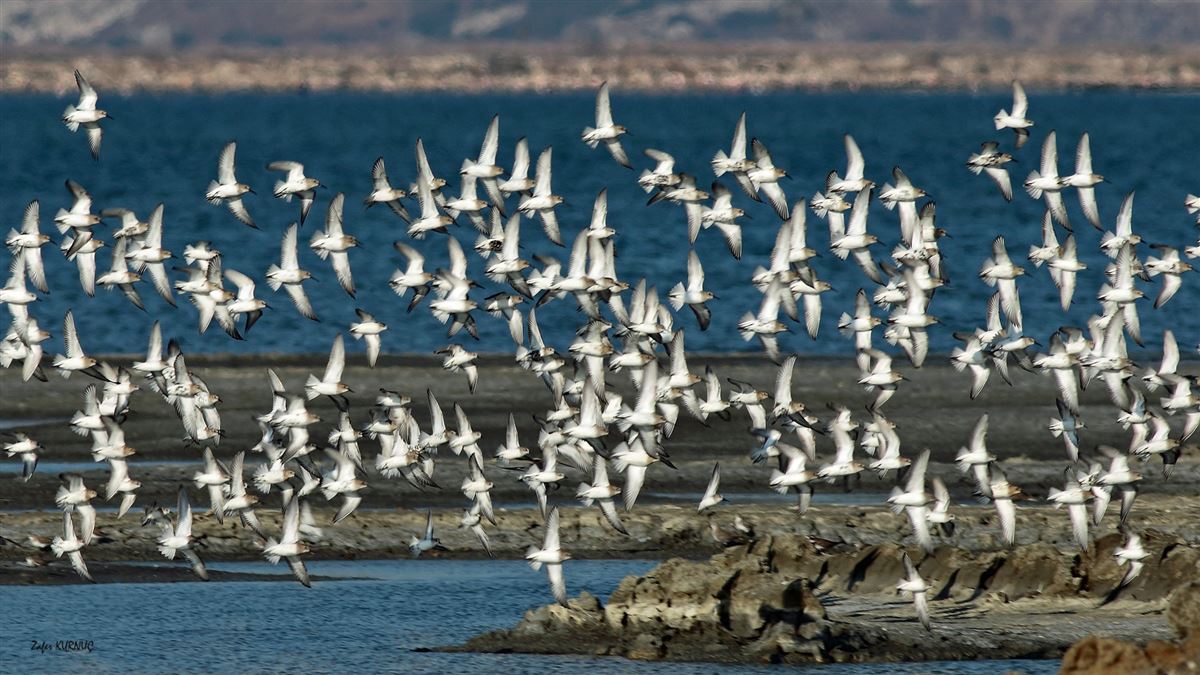 Dunlin
