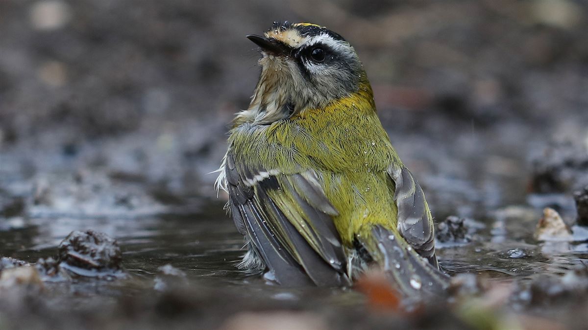 Common Firecrest