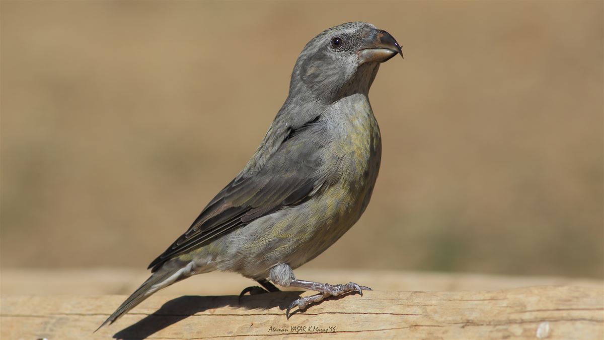 Red Crossbill