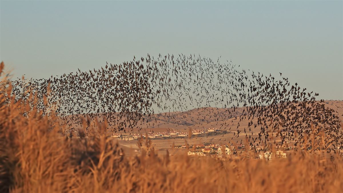 Common Starling