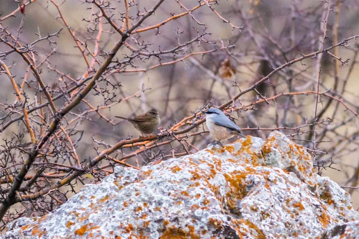 Dunnock