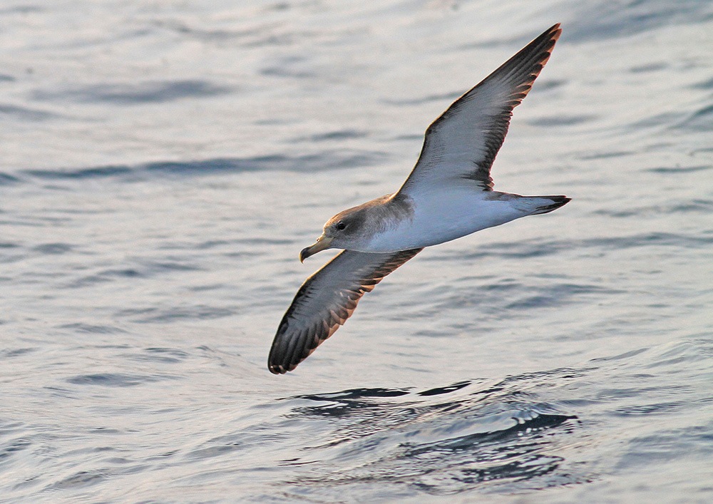 Scopoli`s Shearwater