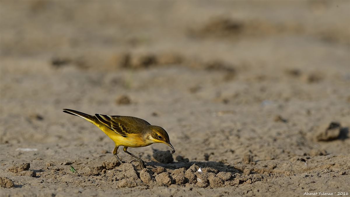Western Yellow Wagtail