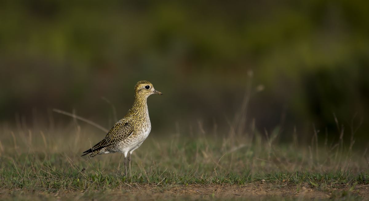 European Golden Plover