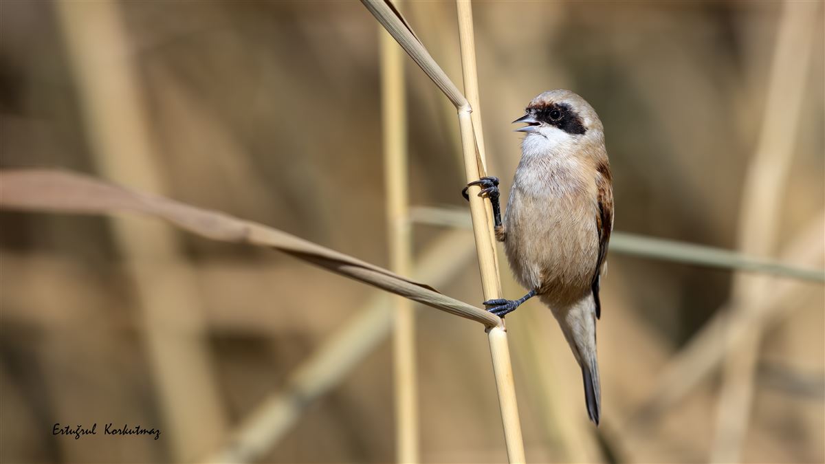 Eurasian Penduline Tit