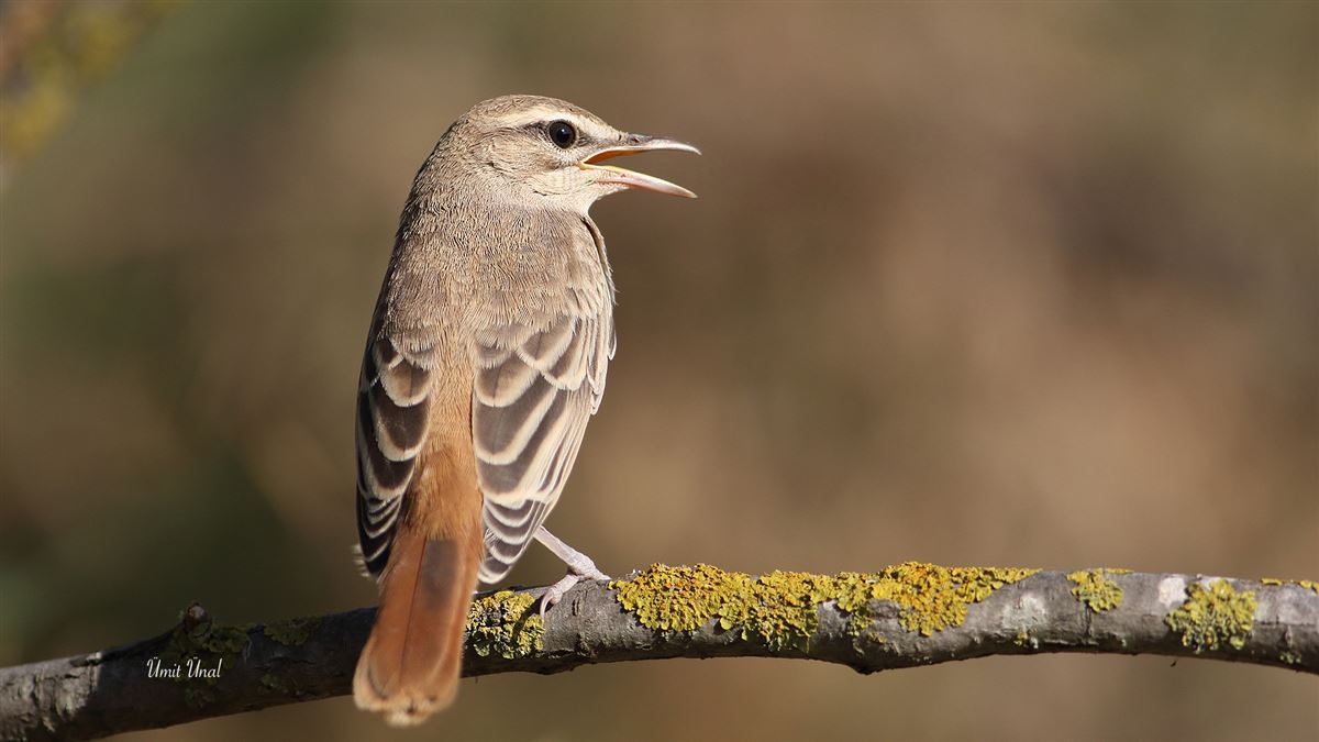 Rufous-tailed Scrub Robin