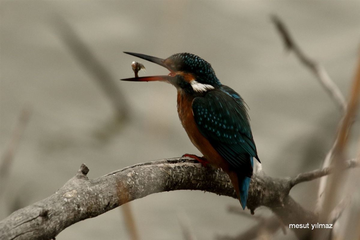 Common Kingfisher