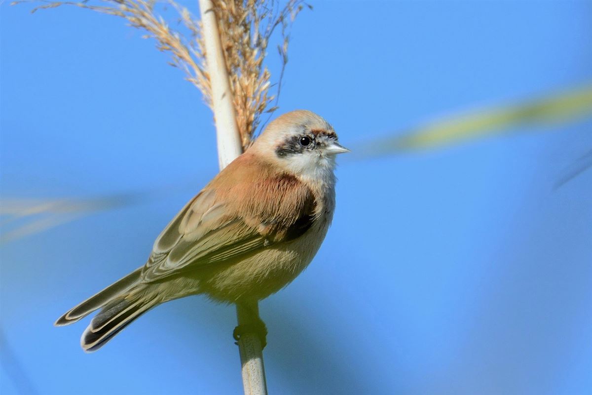 Eurasian Penduline Tit
