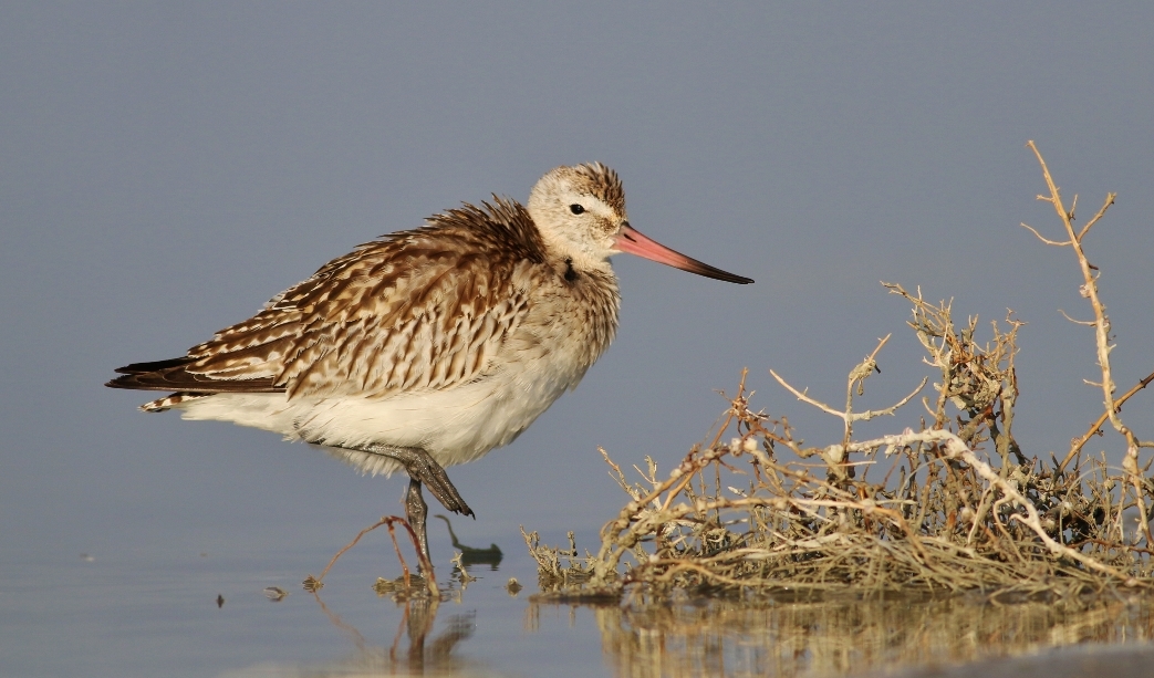 Bar-tailed Godwit