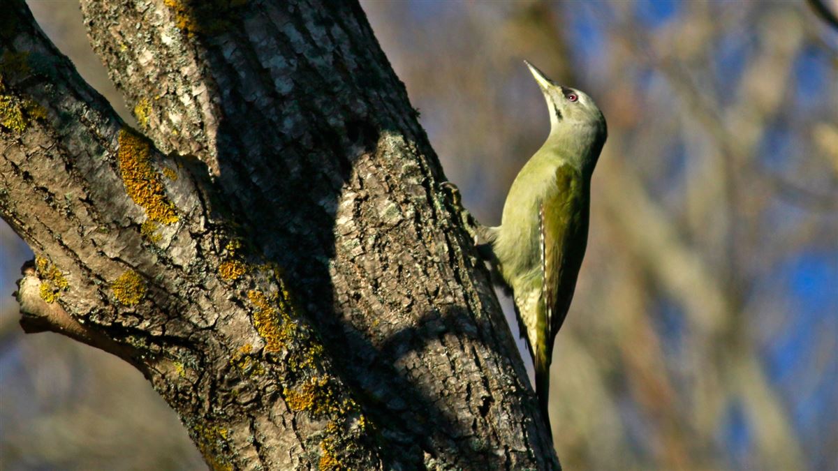 Grey-headed Woodpecker