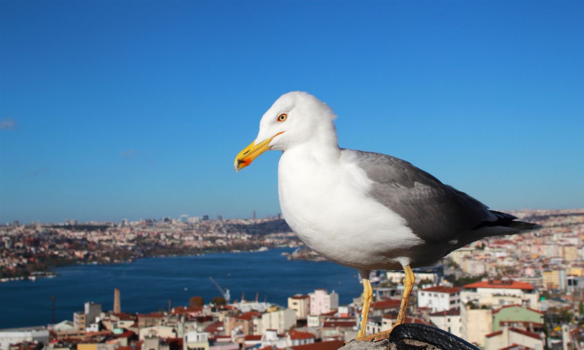 Gümüş Martı