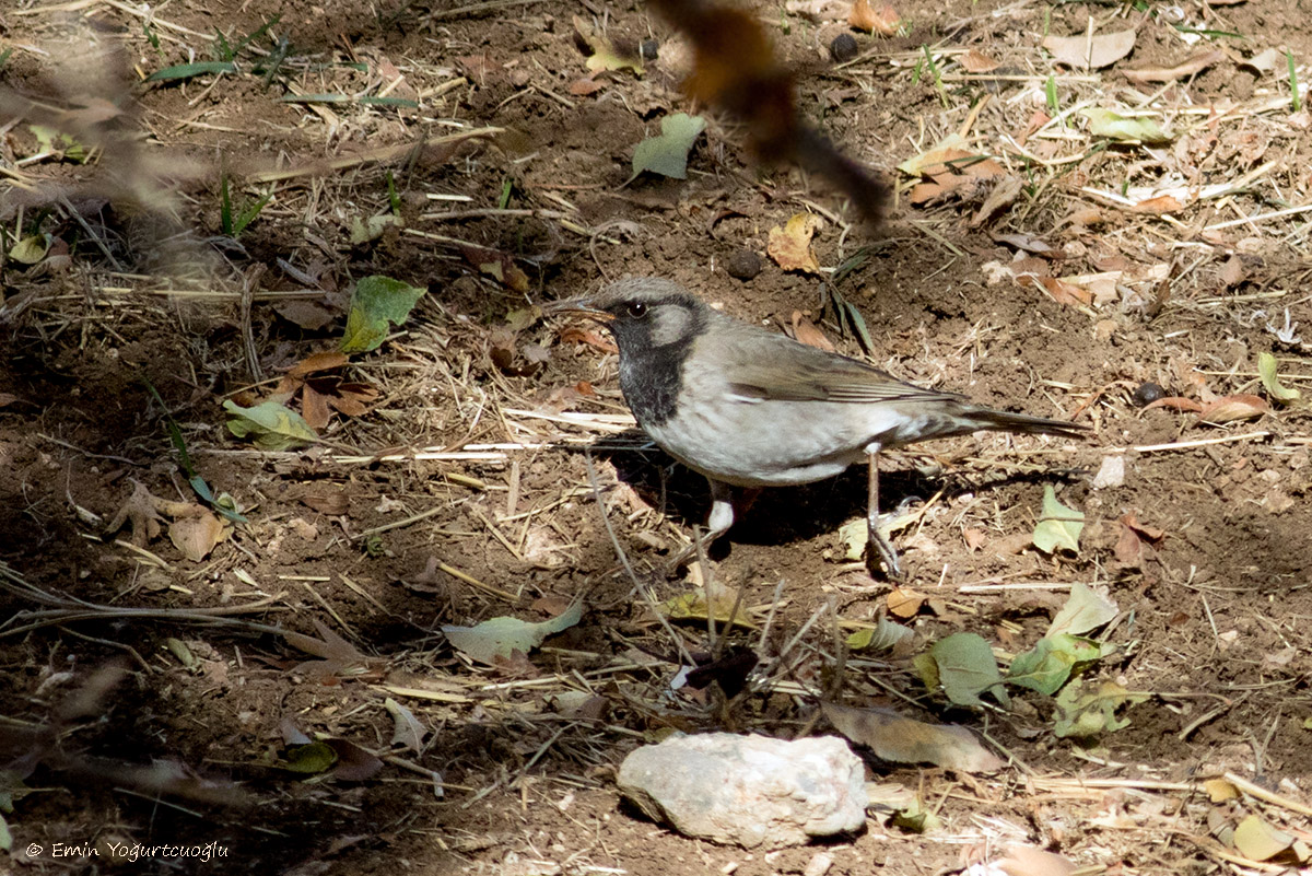 Black-throated Thrush