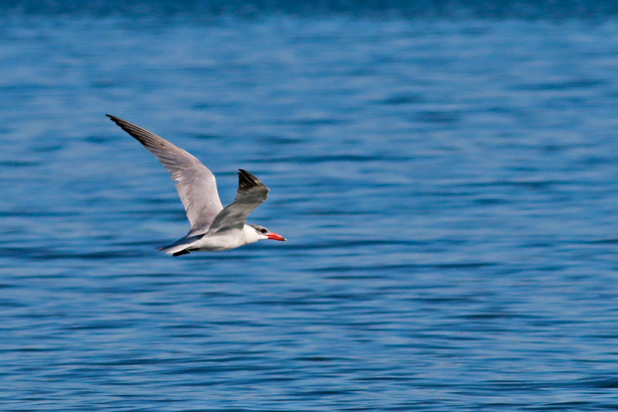 Hazar Sumrusu