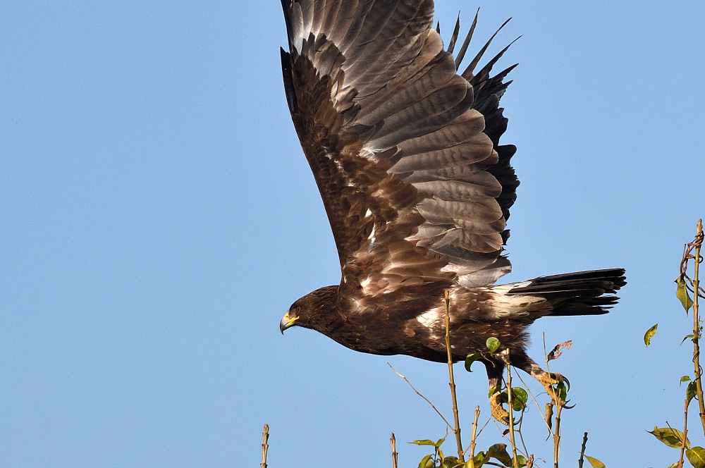 Greater Spotted Eagle