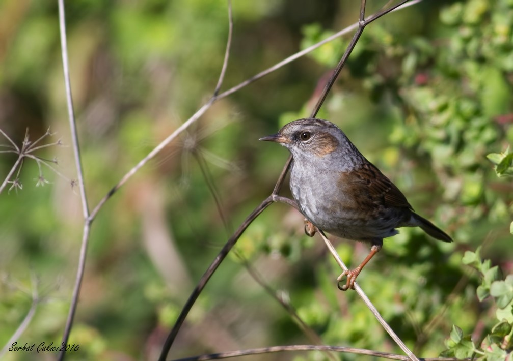 Dunnock