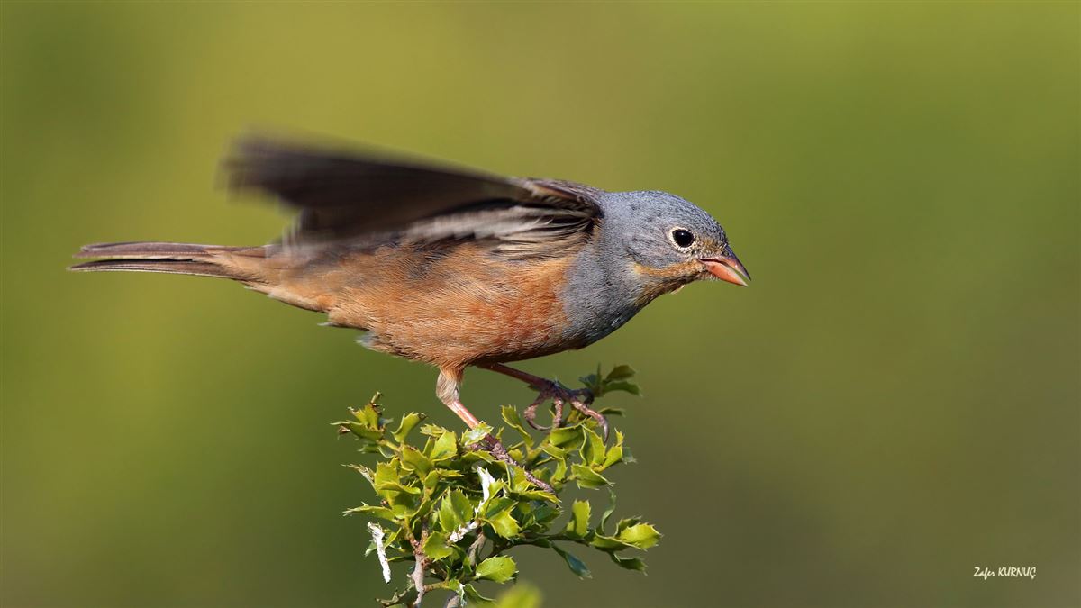 Cretzschmar`s Bunting