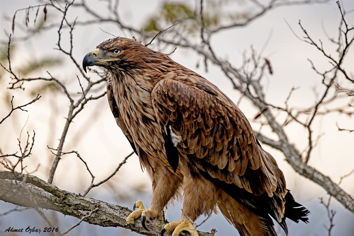 Eastern Imperial Eagle