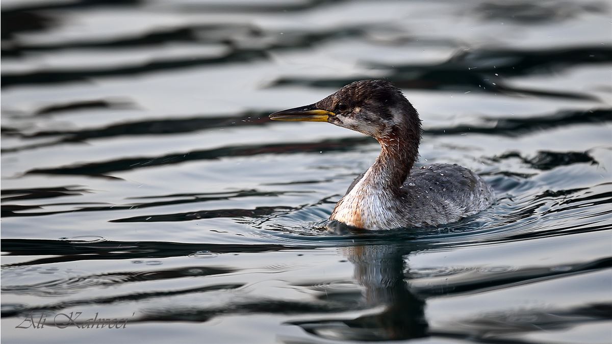 Red-necked Grebe