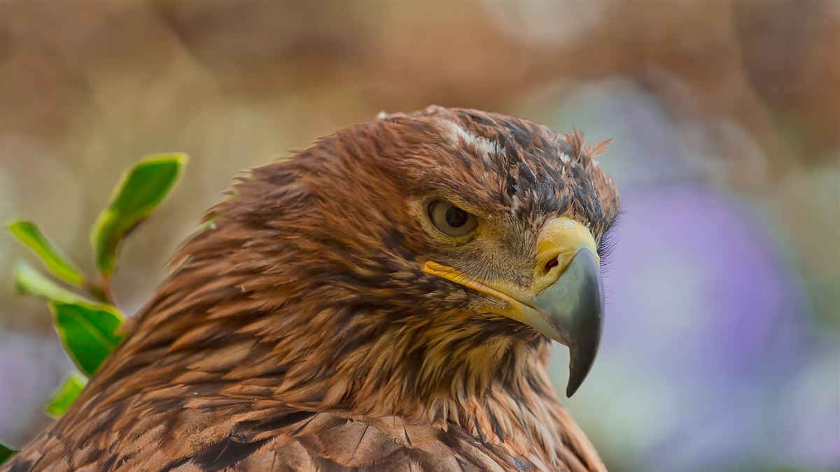 Eastern Imperial Eagle