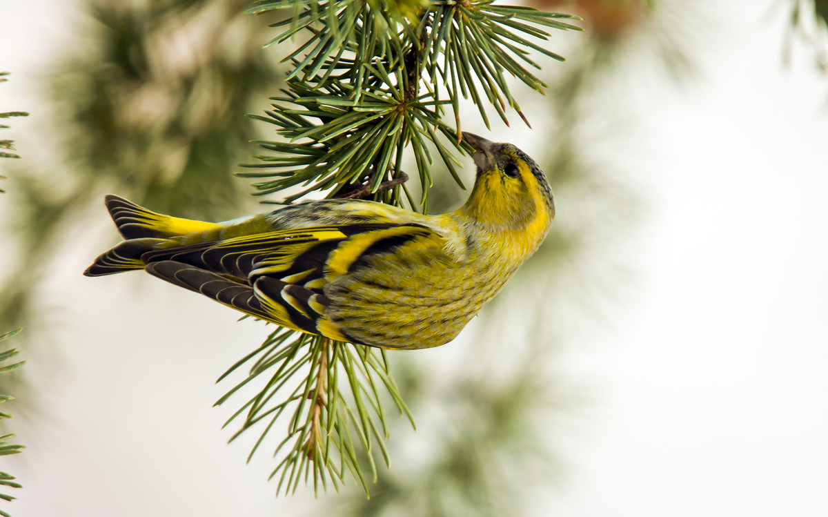 Eurasian Siskin