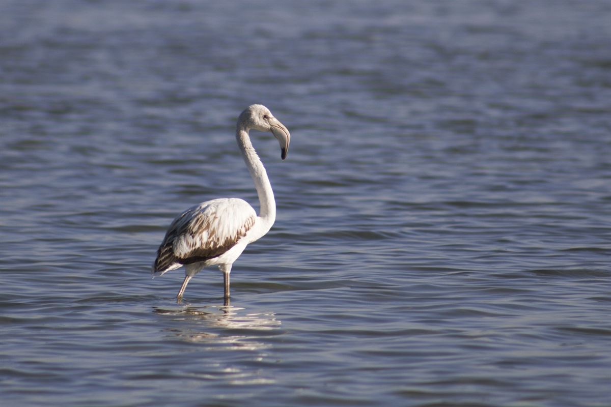 Greater Flamingo