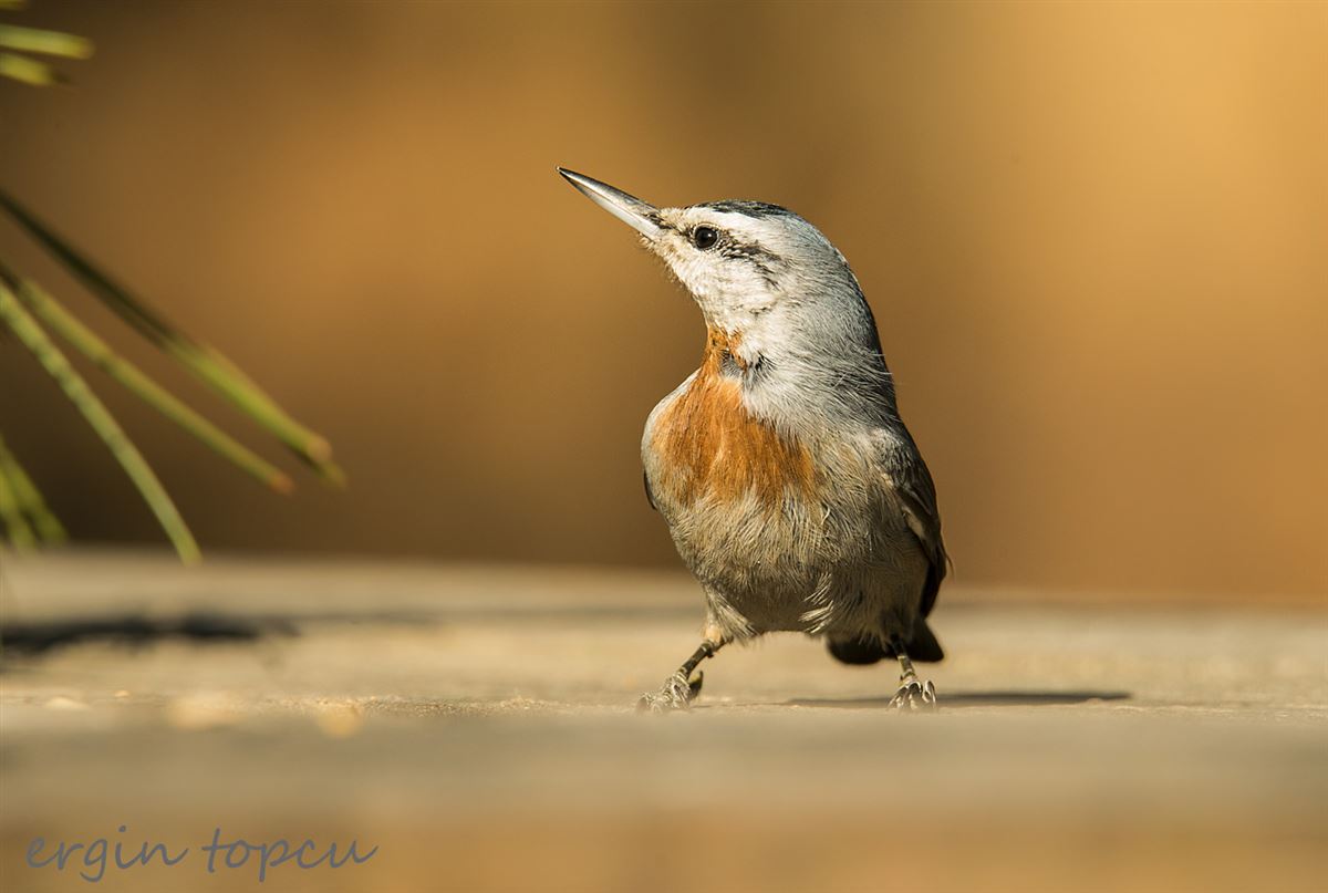 Krüper`s Nuthatch