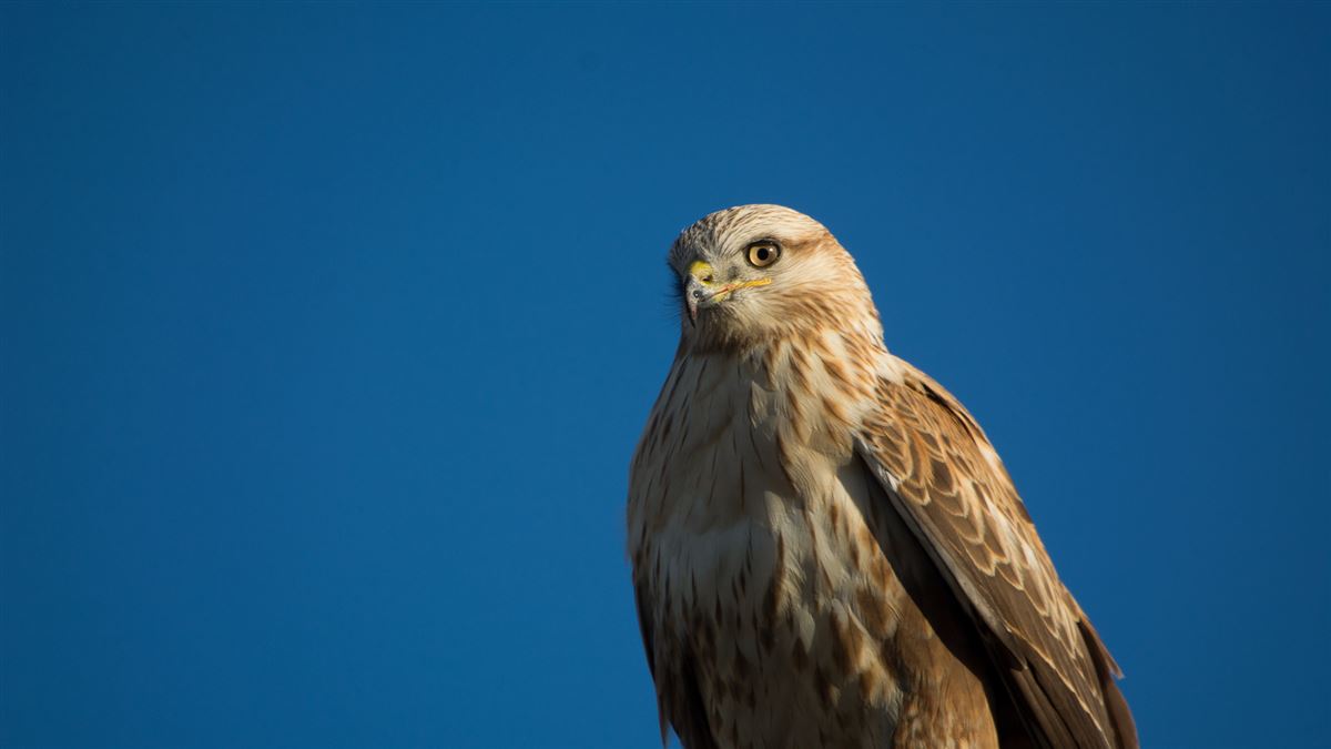Long-legged Buzzard