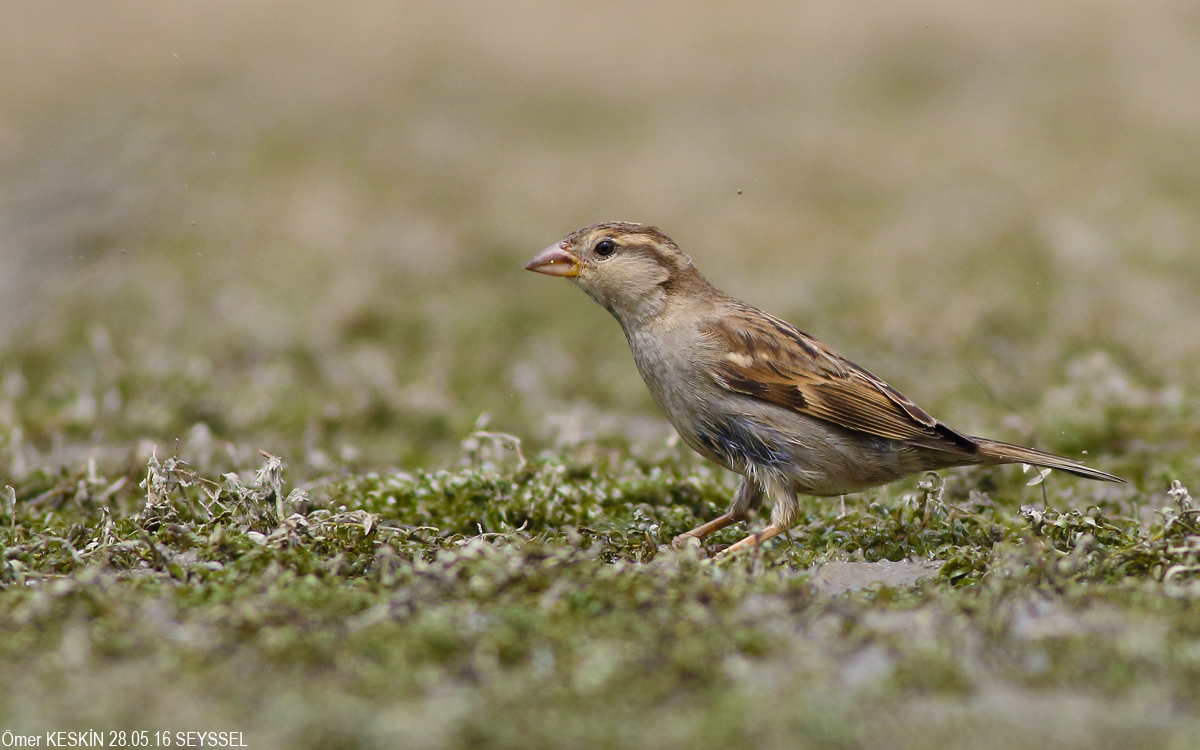 House Sparrow